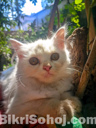 Persian cats for sell